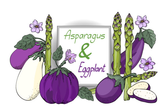Vector Sketch. Eggplant and Asparagus: A Versatile Asset for Designers and Content Creators